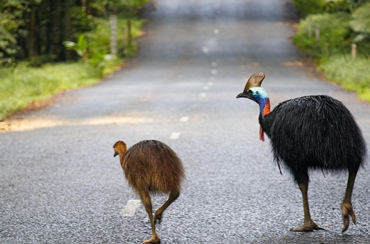 Melbourne Culture and Nature Journey