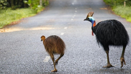 Melbourne Culture and Nature Journey